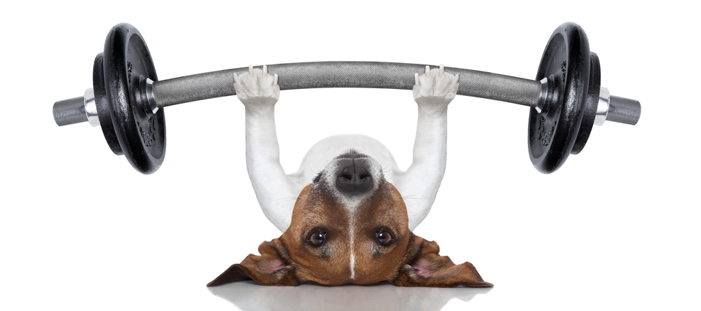 Get Moving with Your Pup: Exploring the Benefits of Physical Activity