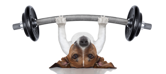 Get Moving with Your Pup: Exploring the Benefits of Physical Activity
