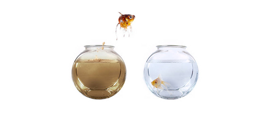 Caring for Your Aquarium: 7 Tips to Keep Your Fish Healthy