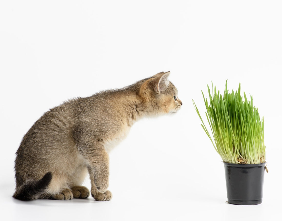 Catnip: The Natural High for Feline Entertainment