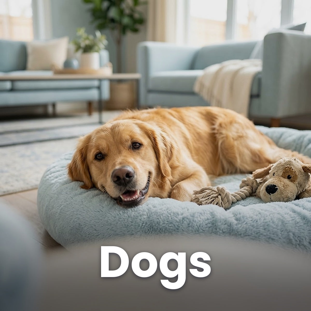 Dog Products