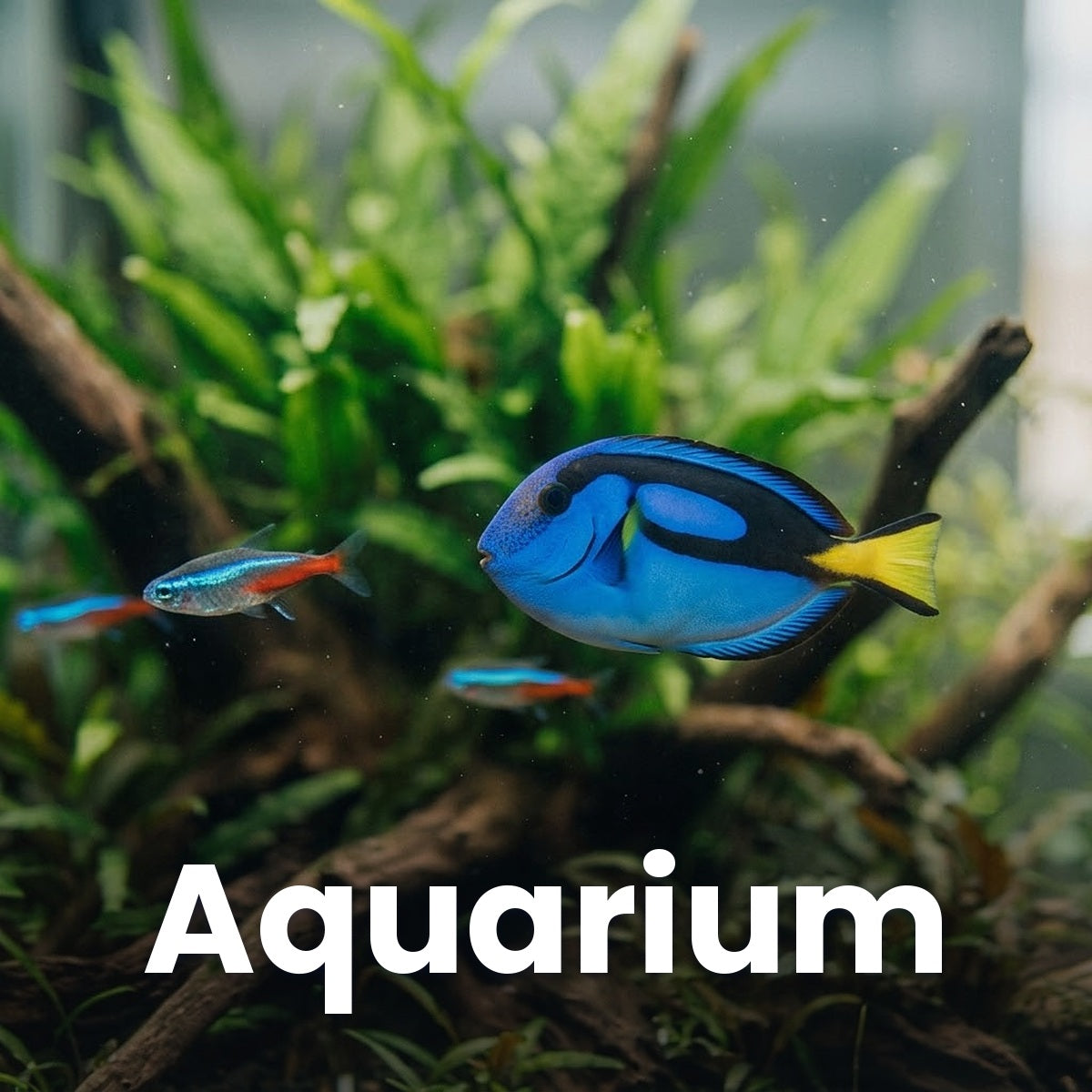 Fish Products